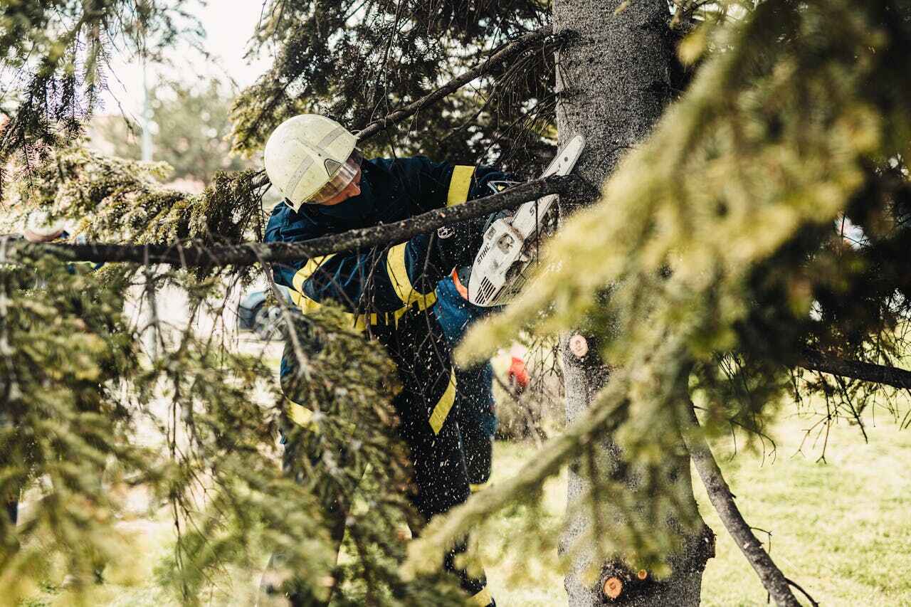 Tree Branch Trimming in Zephyrhills, FL